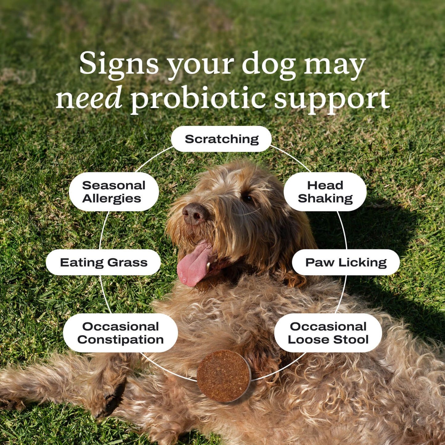 Tailored probiotics for Dogs -Soft Chews